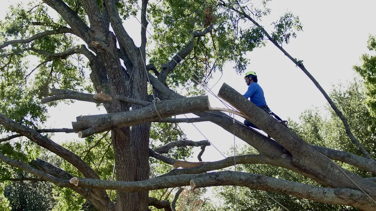 Professional Crown Thinning performed by certified arborists in Kellerton