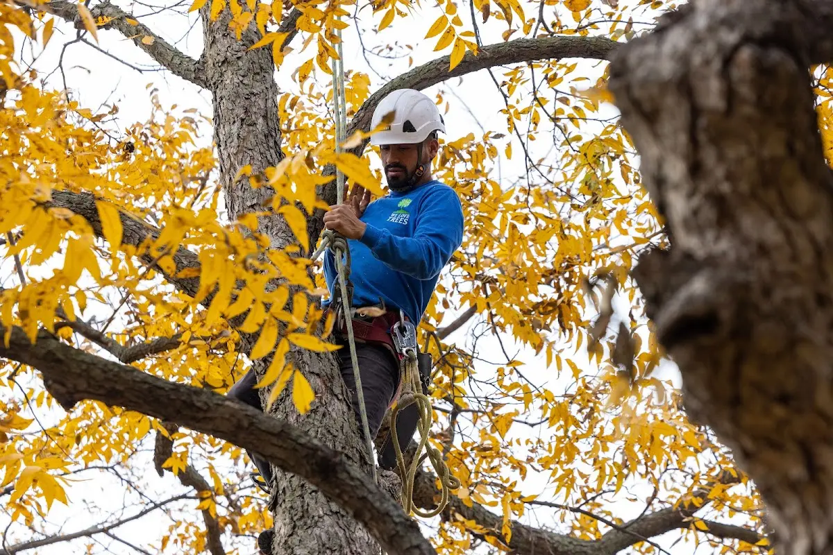 Skilled Emergency Tree Service crew working in Kellerton
